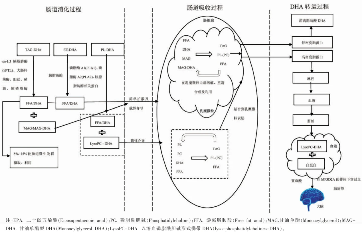 1762842277861071.webp 图片1.webp